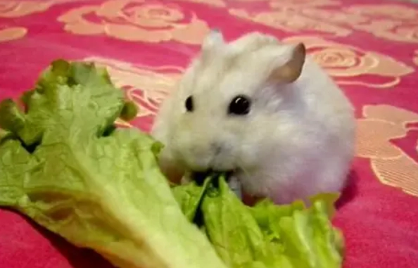 倉鼠可以吃生菜嗎