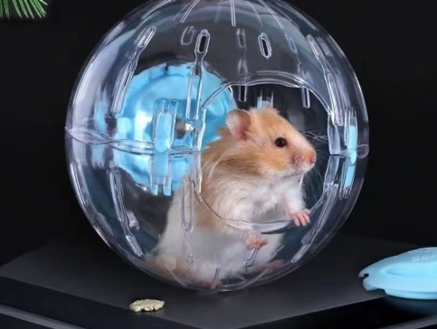 倉鼠健康跑輪