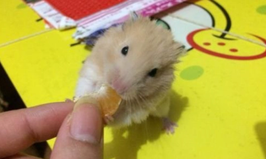 倉鼠可以吃南瓜嗎