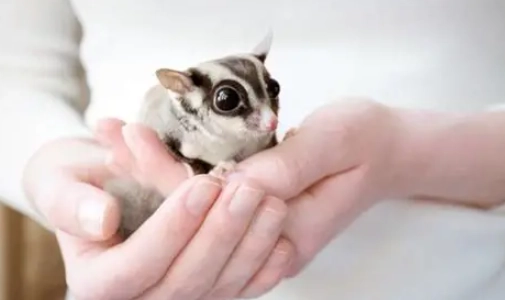 蜜袋鼯能活多久