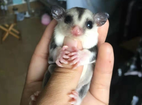 蜜袋鼯能活多久