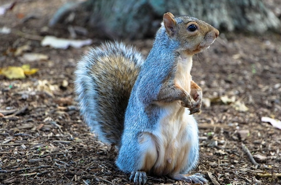 松鼠的壽命多長