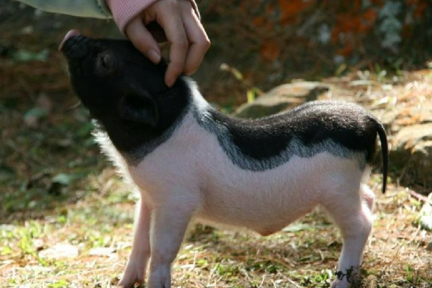 麝香豬可以活多久