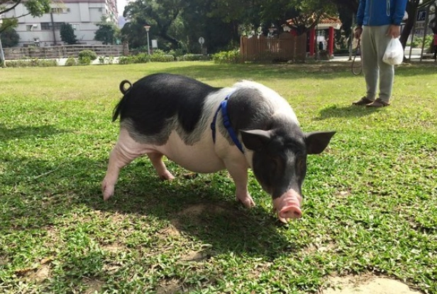 麝香豬可以活多久