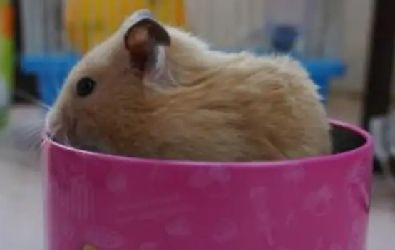 倉鼠中暑死亡