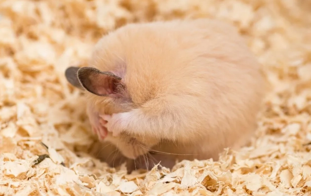 倉鼠冬眠的樣子