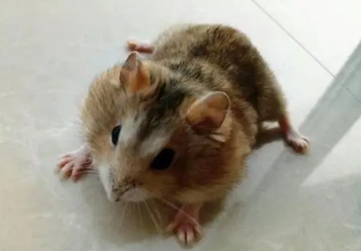 倉鼠死亡原因