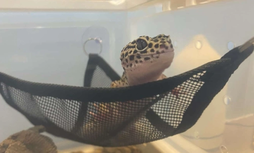 爬蟲寵物溫度控制