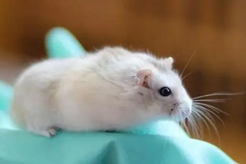 倉鼠變瘦原因