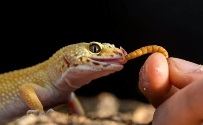 守宮為什麼叫守宮