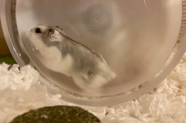 倉鼠的毛怪怪的