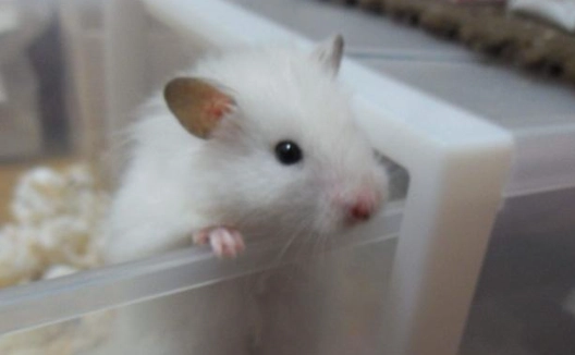 倉鼠掉毛