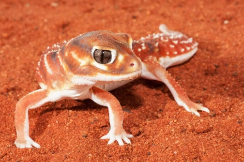 爬蟲寵物溫度控制