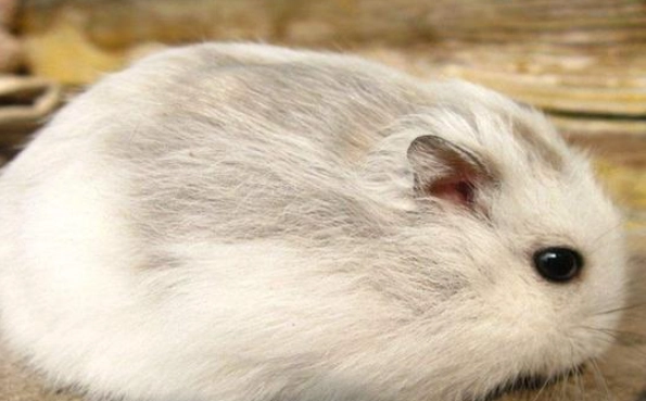 倉鼠白內障怎麼辦