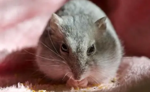 倉鼠白內障症狀