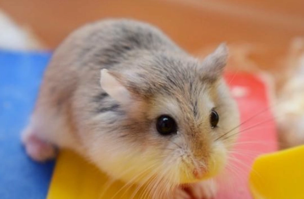 倉鼠照顧方法