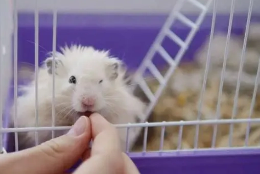 倉鼠失溫怎麼辦
