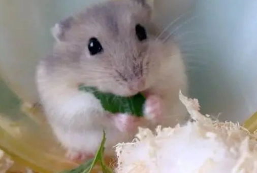 親人倉鼠品種推薦與互動技巧：新手也能養出黏人寵物鼠