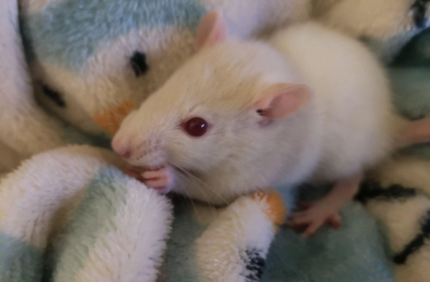 老鼠當寵物