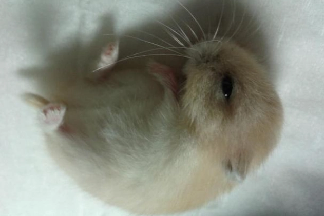 倉鼠眼睛白霧怎麼辦