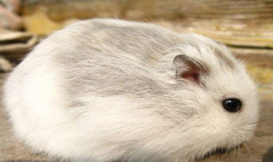 倉鼠眼睛護理