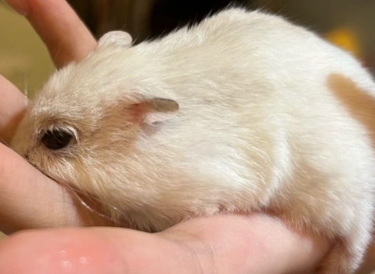 倉鼠眼睛紅腫