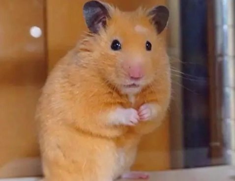 倉鼠眼睛白霧怎麼辦