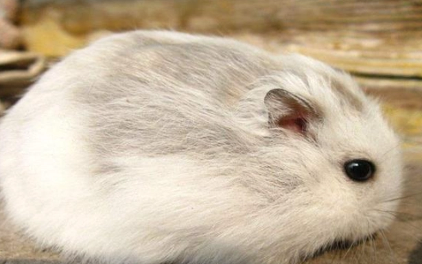倉鼠白內障原因