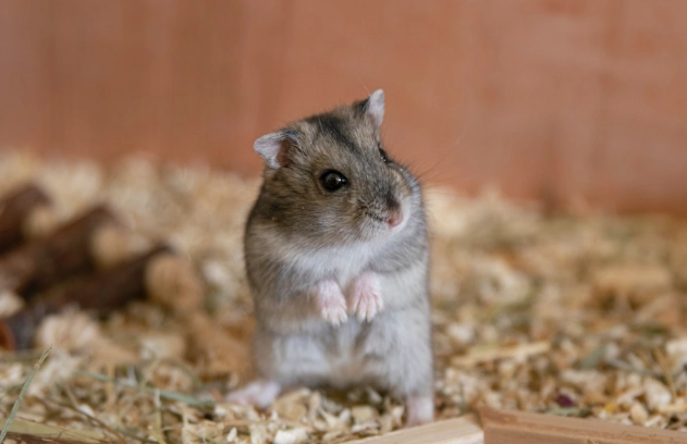 倉鼠白內障症狀