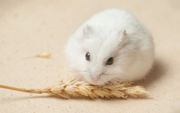 倉鼠白內障治療