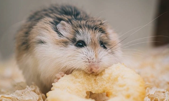 倉鼠白內障症狀