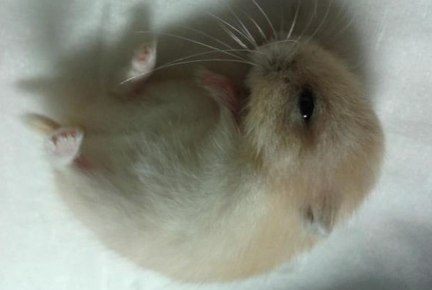 倉鼠白內障症狀