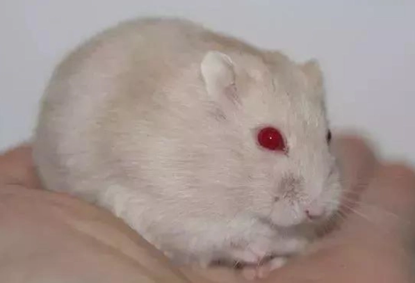 倉鼠眼睛護理