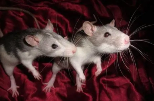 養老鼠好嗎？優缺點分析與完整飼養指南