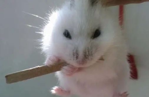 倉鼠白內障會死嗎