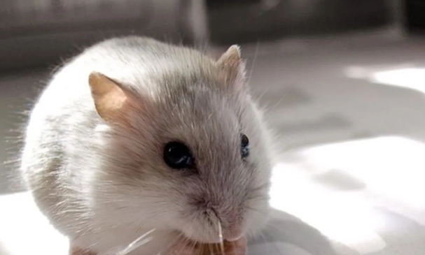 倉鼠眼睛霧狀