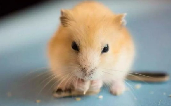 倉鼠白內障治療