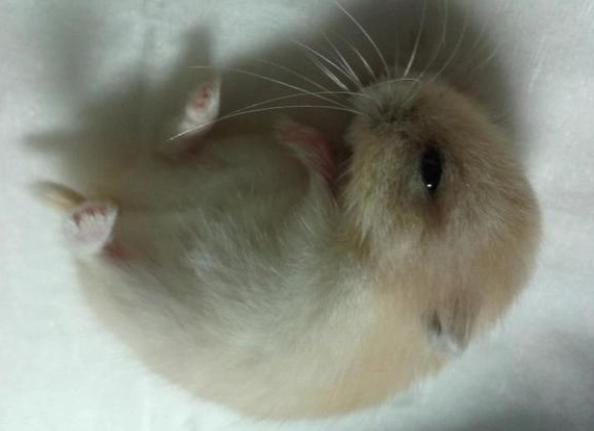 倉鼠失溫怎麼辦