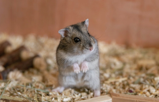 倉鼠一直抓癢怎麼辦