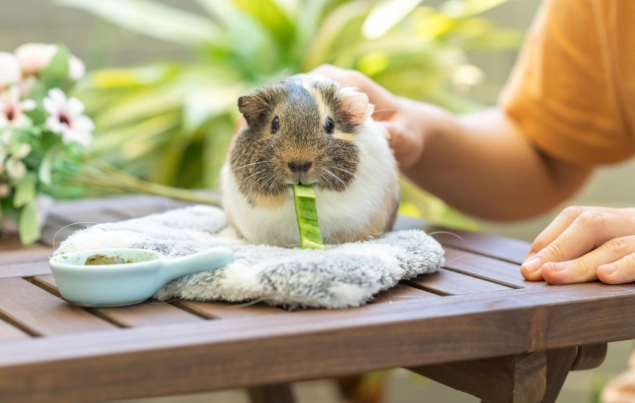 天竺鼠可以吃玉米嗎