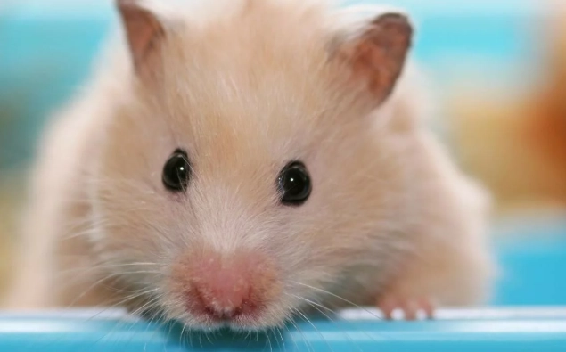 被仓鼠咬了需要打针吗