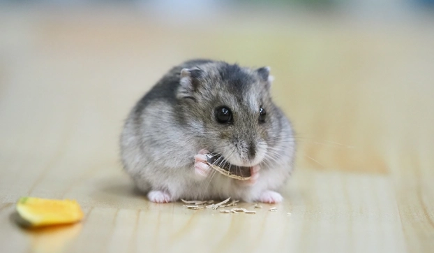 倉鼠食物推薦
