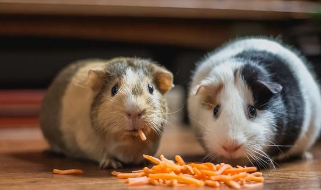 天竺鼠可以吃櫻桃嗎