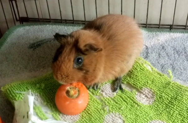 天竺鼠可以吃紅蘿蔔嗎