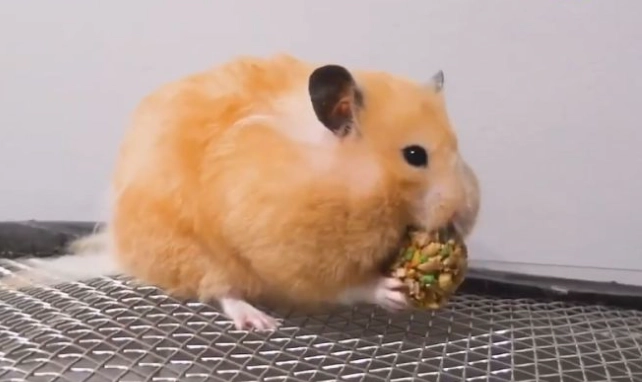 黃金鼠可以吃什麼蔬菜