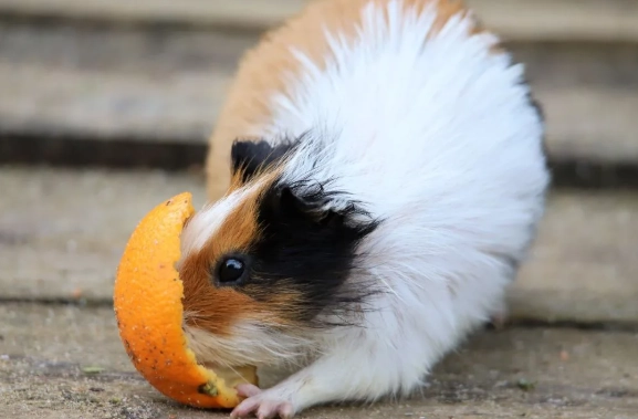 天竺鼠可以吃葡萄嗎