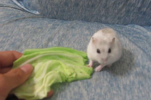 倉鼠可以吃高麗菜嗎