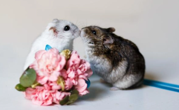 倉鼠不可以吃什麼