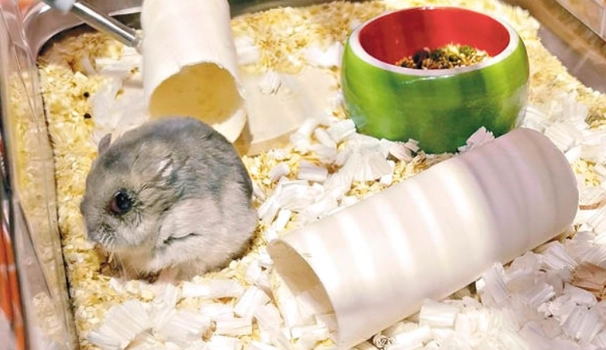 倉鼠補血食物 倉鼠補血食物