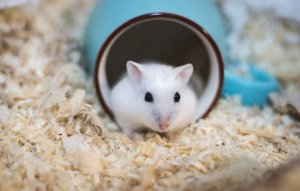 倉鼠營養補充 倉鼠營養補充